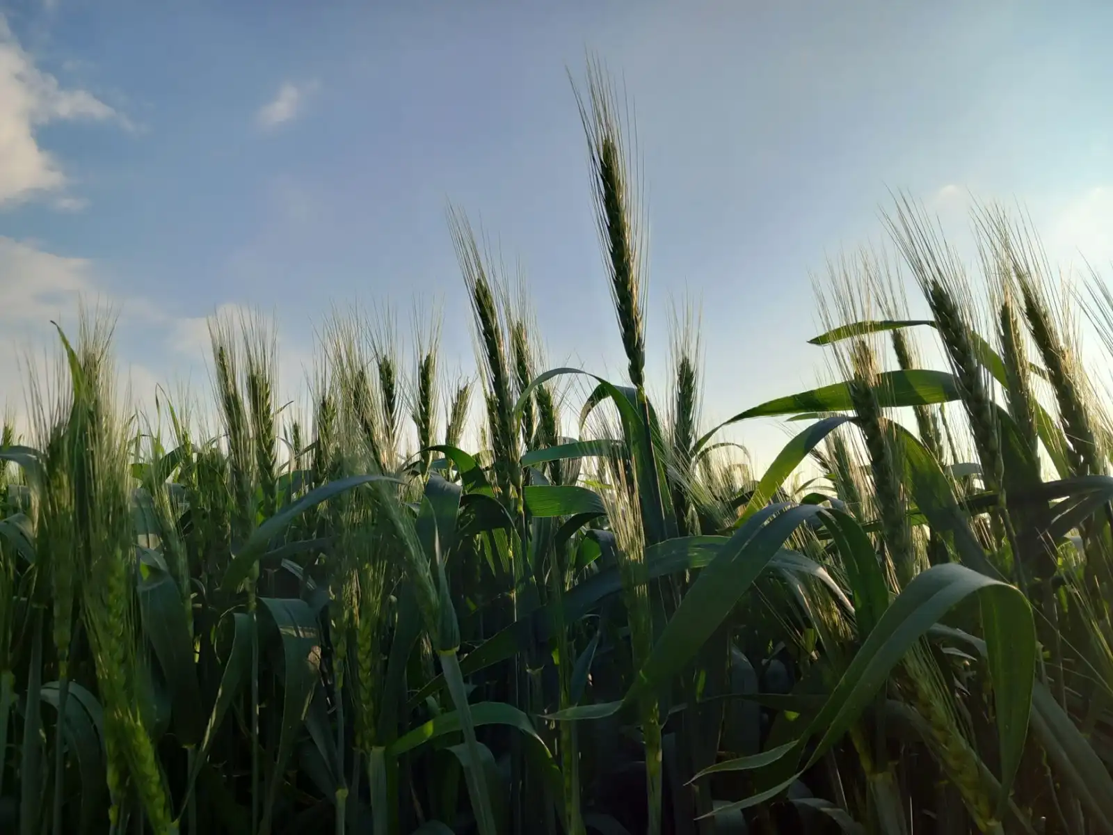 重庆钢结构厂房网架结构工程质量控制要点解析